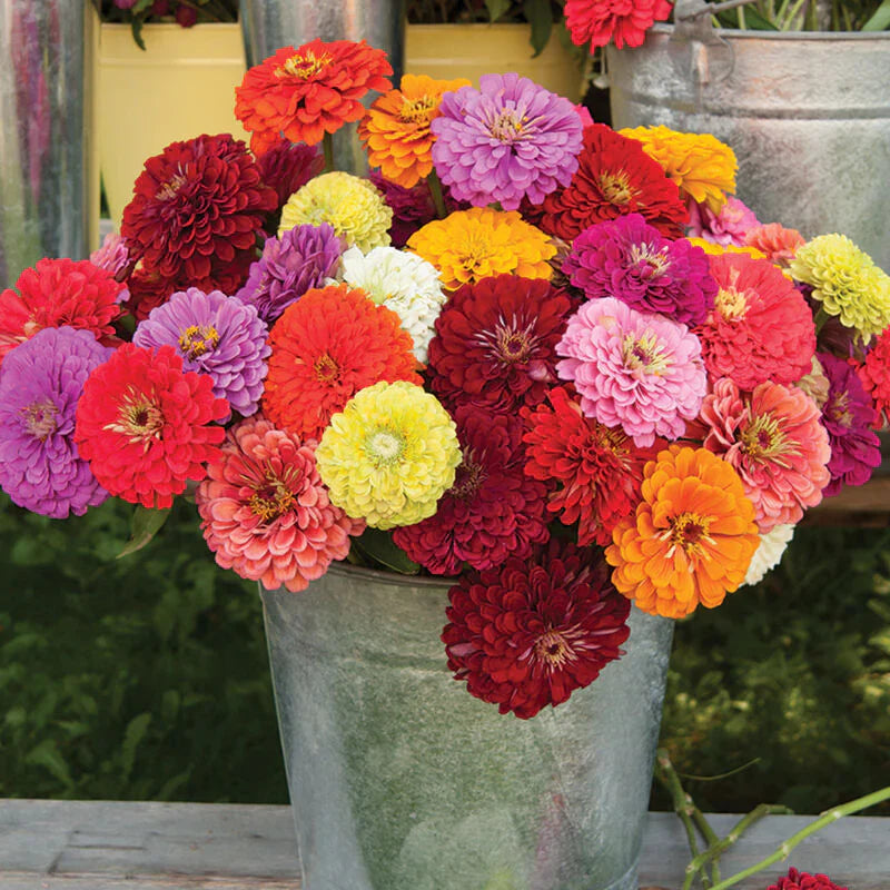 🔥58%Off🏵️Must in your garden!Colorful,Fragrant,Easy to Plant😍