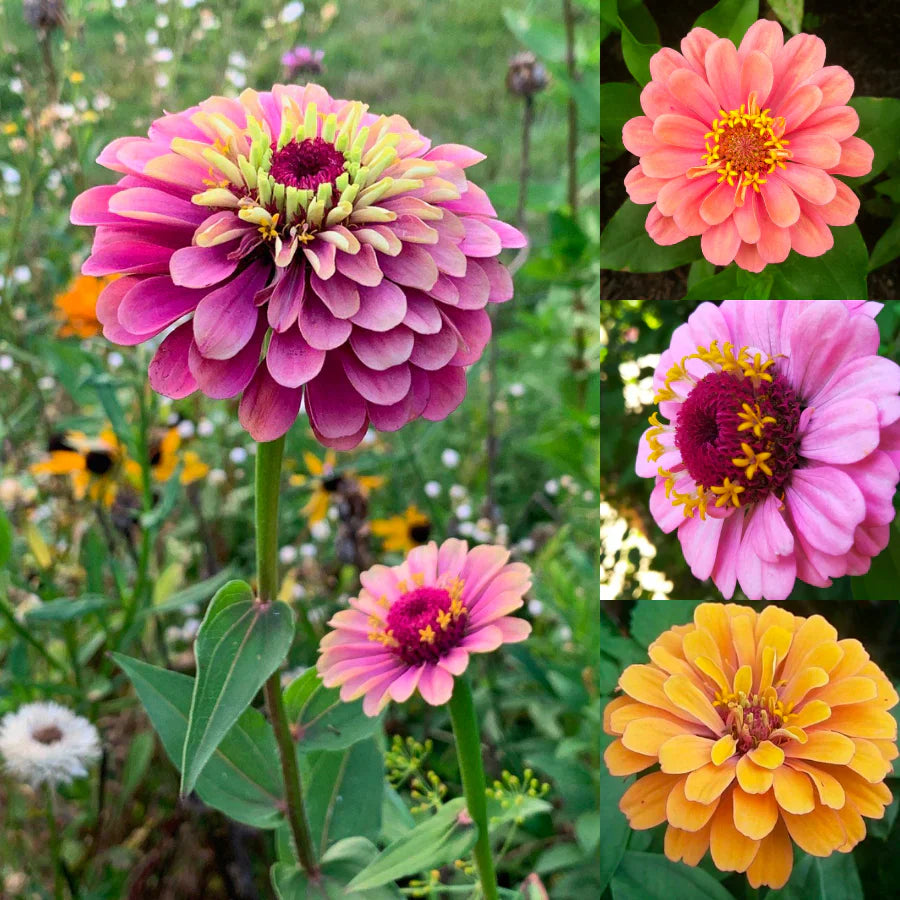 🔥58%Off🏵️Must in your garden!Colorful,Fragrant,Easy to Plant😍