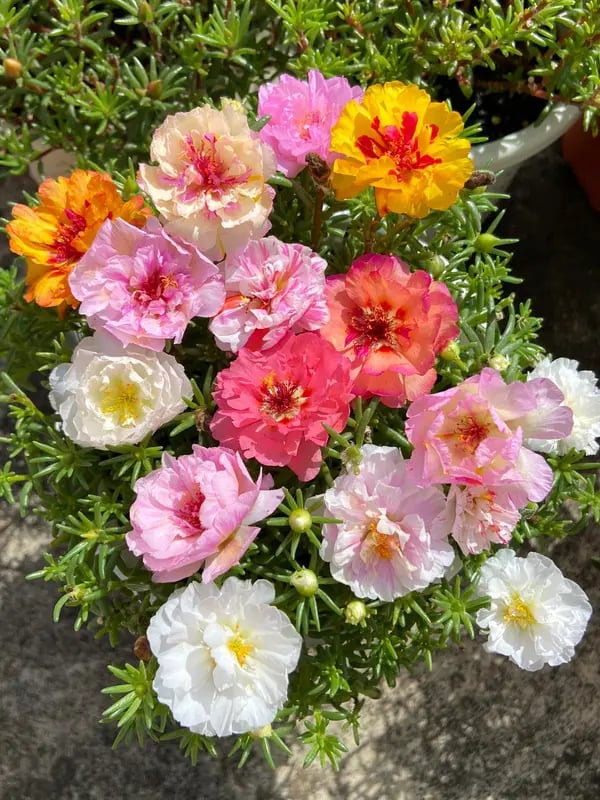 🌸Moss Rose Seeds: Perennial Flower Seeds, Large Colorful Blooms, Easy to Grow for Your Garden