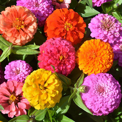 🔥58%Off🏵️Must in your garden!Colorful,Fragrant,Easy to Plant😍