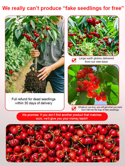 🔥A Must-Have for American Families! Yale + USDA Certified Cherry Tree 🍒, Bears Fruit in 2 Months, 99% Survival Rate!