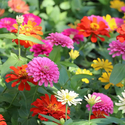 🔥58%Off🏵️Must in your garden!Colorful,Fragrant,Easy to Plant😍