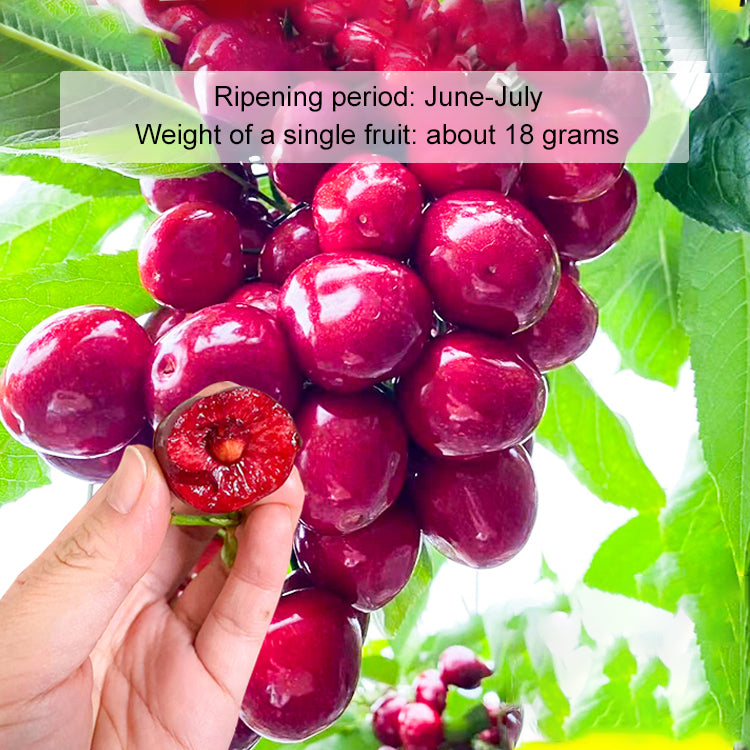 🔥A Must-Have for American Families! Yale + USDA Certified Cherry Tree 🍒, Bears Fruit in 2 Months, 99% Survival Rate!