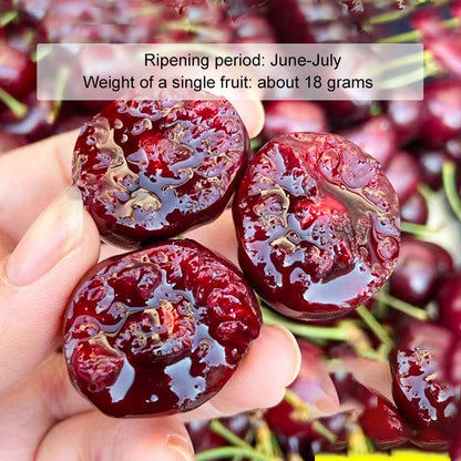 🔥A Must-Have for American Families! Yale + USDA Certified Cherry Tree 🍒, Bears Fruit in 2 Months, 99% Survival Rate!