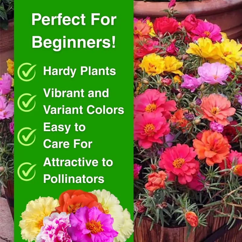🌸Moss Rose Seeds: Perennial Flower Seeds, Large Colorful Blooms, Easy to Grow for Your Garden