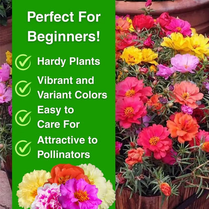 🌸Moss Rose Seeds: Perennial Flower Seeds, Large Colorful Blooms, Easy to Grow for Your Garden