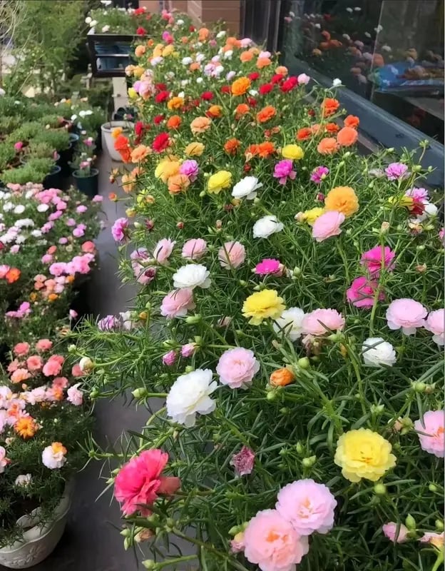 🌸Moss Rose Seeds: Perennial Flower Seeds, Large Colorful Blooms, Easy to Grow for Your Garden
