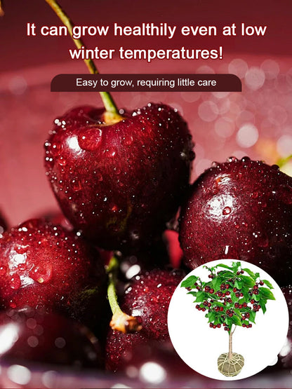 🔥A Must-Have for American Families! Yale + USDA Certified Cherry Tree 🍒, Bears Fruit in 2 Months, 99% Survival Rate!