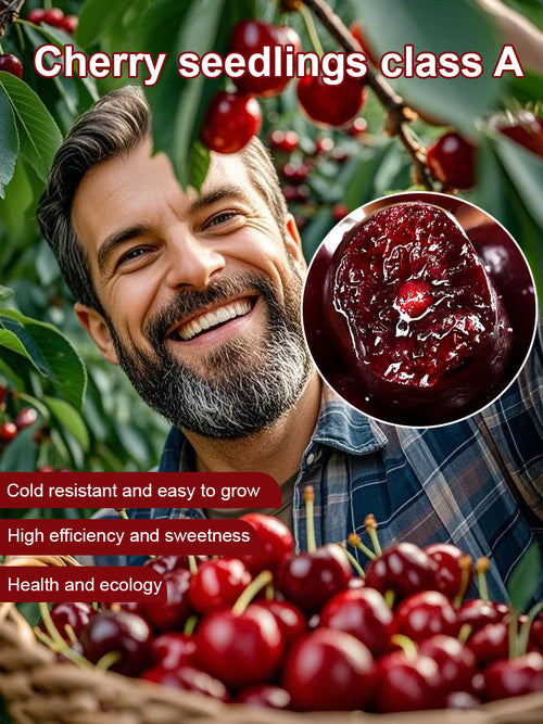 🔥A Must-Have for American Families! Yale + USDA Certified Cherry Tree 🍒, Bears Fruit in 2 Months, 99% Survival Rate!