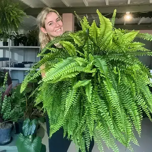 🔥Today Only Sale 🌱 UV-Resistant Lifelike Artificial Boston Fern